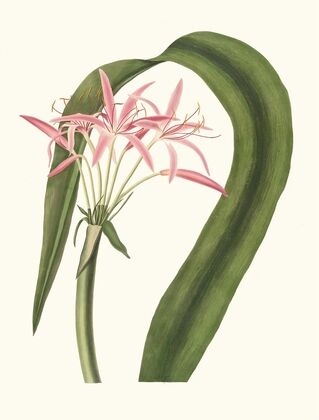 Crinum Cruentum