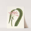 Crinum Cruentum by Priscilla Susan Bury