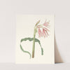 Crinum Ornatum by Priscilla Susan Bury