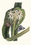 Crinum Pedunculatum. [River Lily]