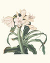 Crinum Scabrum