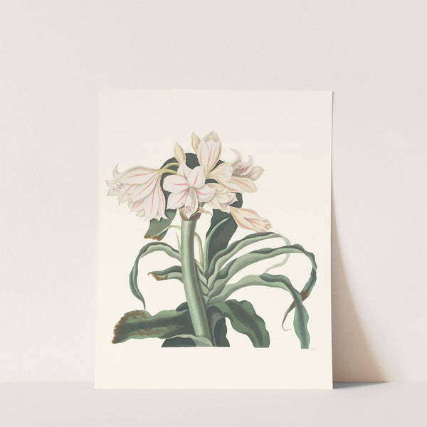 Crinum Scabrum by Priscilla Susan Bury