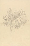 Crinum Schimperi