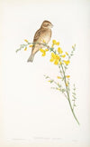 Crithophaga miliaria. Common Bunting. (1862-1873)