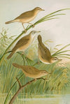 crocephalus streperus, streperus horticolus, palustris, palustris fruticolus