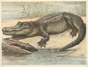 Crocodile (1892)