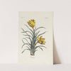 Crocus by Carington Bowles