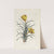 Crocus by Carington Bowles