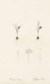 Crocus minimus (1802-1816)