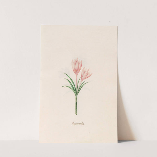 Crocus vernüs (1692) by Magdelena Rosina Funck