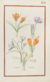 Crocus vernus (1624)