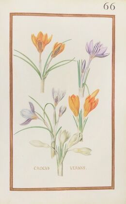 Crocus vernus (1624)