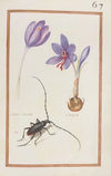 Crocus vernus ; crocus (1624)