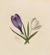 Group of Flowers (1883)