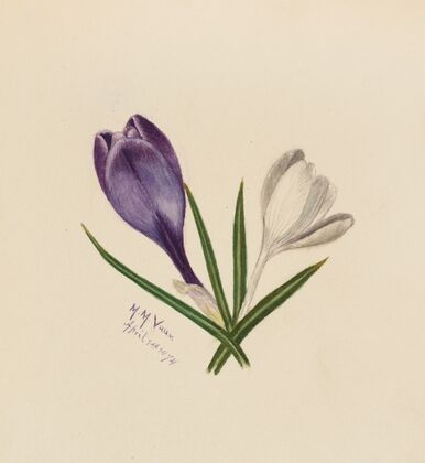 Group of Flowers (1883)