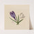 Crocuses (1874) by Mary Vaux Walcott