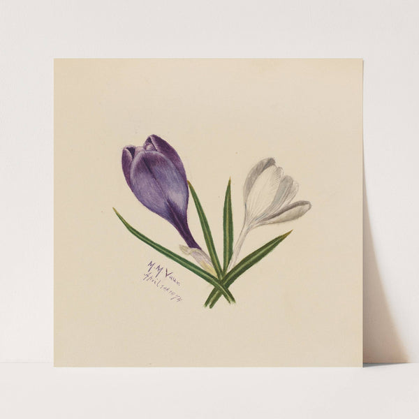 Crocuses (1874) by Mary Vaux Walcott