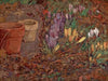 Crocuses