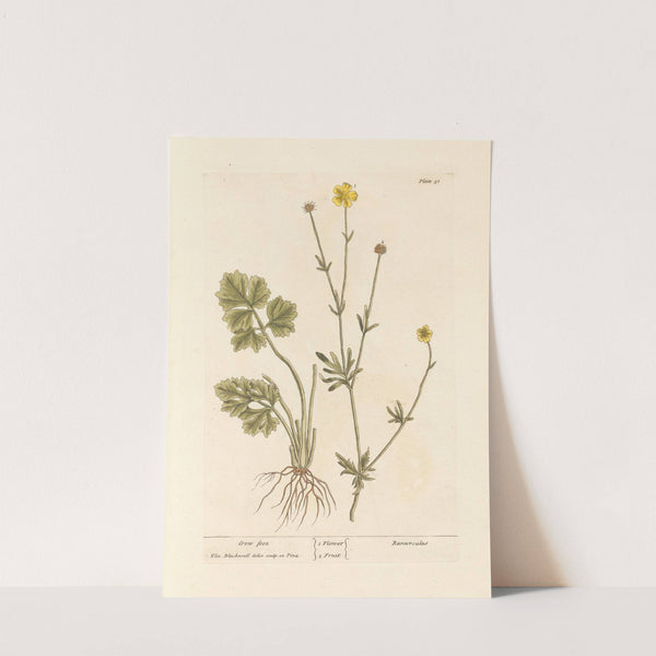 Cron foot by Elizabeth Blackwell