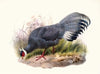 Crossoptilon auritum.