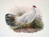 Crossoptilon Drouynii. (1872)