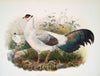 Crossoptilon thibetanum. (1872)