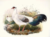 Crossoptilon thibetanum.