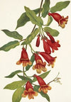 Crossvine. Anisostichus capreolatus (1925)