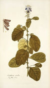 Crotalaria coerulea