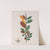 Croton Campestris (1824-1828) by Auguste de Saint-Hilaire