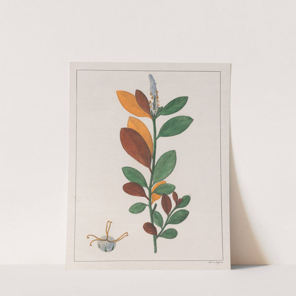 Croton Campestris (1824-1828) by Auguste de Saint-Hilaire