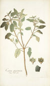 Croton punctatum