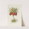 Crown imperial by Carington Bowles