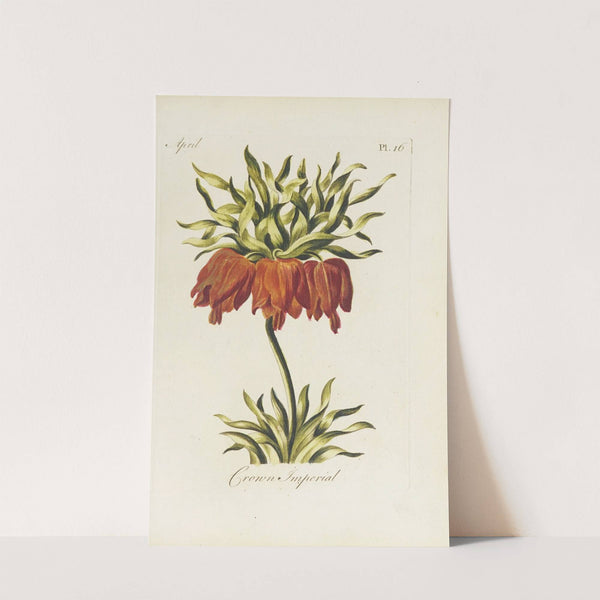 Crown imperial by Carington Bowles