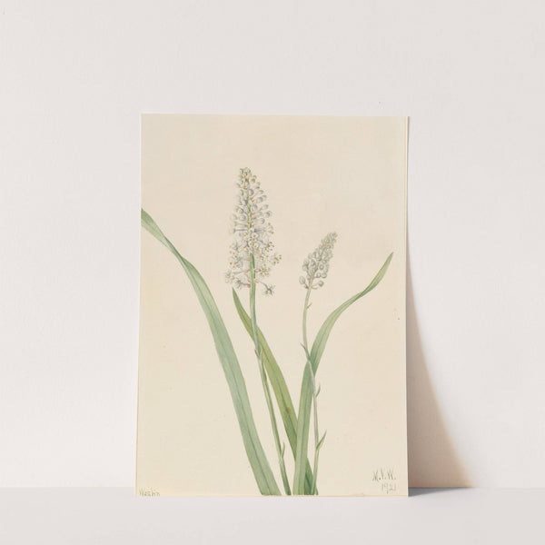 Crowpoison (Chrosperma muscaetoxicum) (1921) by Mary Vaux Walcott