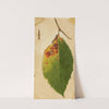 Crumpled and Withered Leaf Edge Mimicking Caterpillar by Emma Beach Thayer