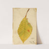 Crumpled and Withered Leaf Edge Mimicking Caterpillar by Emma Beach Thayer