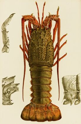 Crustacea I