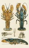 Crustacea II