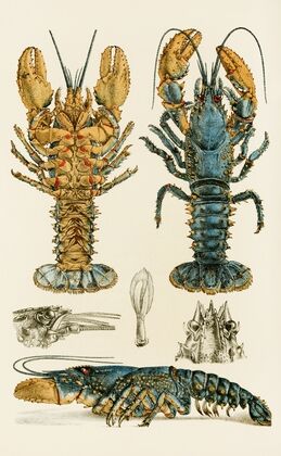 Crustacea II