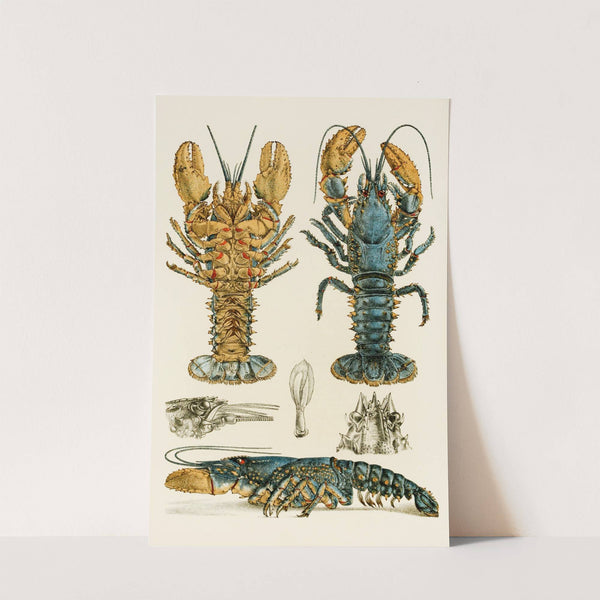 Crustacea II by Frederick McCoy