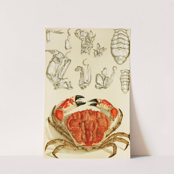 Crustacea III by Frederick McCoy