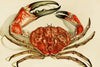 Crustacea IV