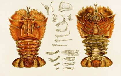 Crustacea V