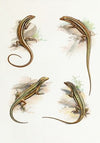 Cryptoblepharus
