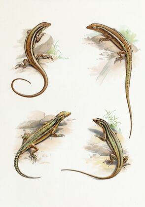 Cryptoblepharus