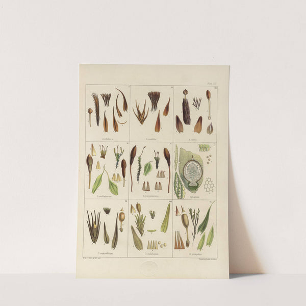 Cryptogamic botany of the Antarctic voyage of H.M. Discovery ships Erebus and Terror in the years 1839 Pl.01 by Walter Hood Fitch