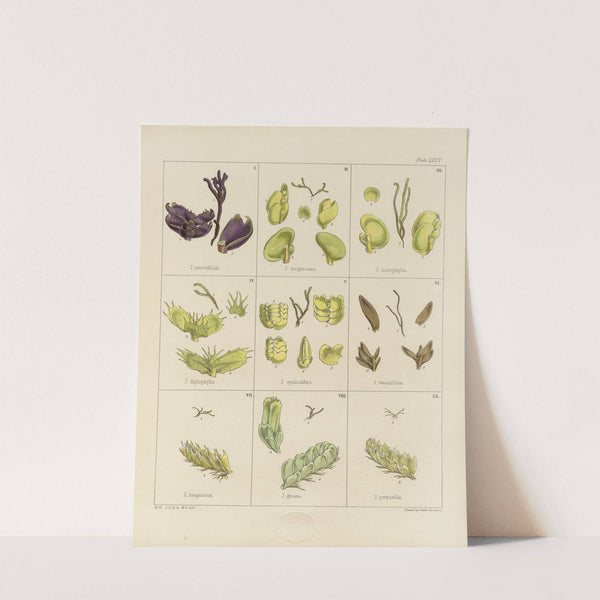 Cryptogamic botany of the Antarctic voyage of H.M. Discovery ships Erebus and Terror in the years 1839 Pl.08 by Walter Hood Fitch