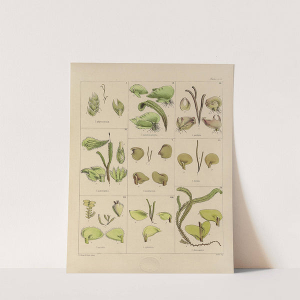 Cryptogamic botany of the Antarctic voyage of H.M. Discovery ships Erebus and Terror in the years 1839 Pl.30 by Walter Hood Fitch