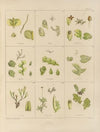Cryptogamic botany of the Antarctic voyage of H.M. Discovery ships Erebus and Terror in the years 1839 Pl.34
